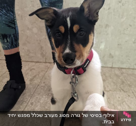 אדם מחזיק כף של כלב עם רצועה ורודה